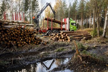 Puutavara-auton kuljettaja Saara Ruuskanen lastasi mäntytukkia kyytiin lokakuun lopulla Karjalohjalla Uudellamaalla. Runsaiden sateiden vuoksi hakkuita jää Etelä-Suomen metsäteiden varsilla tänä syksynä tekemättä. (Kuvaaja: Seppo Samuli)