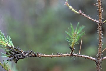 Ruskomäntypistiäiset syövät männyn neulaset. Mänty siitä yleensä kuitenkin selviää, ja seurauksena on usein vain kasvutappio. (Kuvaaja: Erkki OksanenLuke)