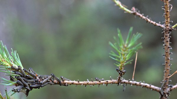 Ruskomäntypistiäiset syövät männyn neulaset. Mänty siitä yleensä kuitenkin selviää, ja seurauksena on usein vain kasvutappio. (Kuvaaja: Erkki OksanenLuke)