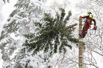 Paljon raivaavilla  ja sahaavilla kalliimmat laatuvarusteet maksavat usein itsensä takaisin. Metsuri Toni Muranen katkaisi pihakuusen latvan lumisissa olosuhteissa lokakuussa. (Kuvaaja: Seppo Samuli)