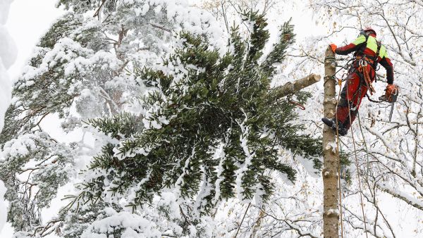 Paljon raivaavilla  ja sahaavilla kalliimmat laatuvarusteet maksavat usein itsensä takaisin. Metsuri Toni Muranen katkaisi pihakuusen latvan lumisissa olosuhteissa lokakuussa. (Kuvaaja: Seppo Samuli)