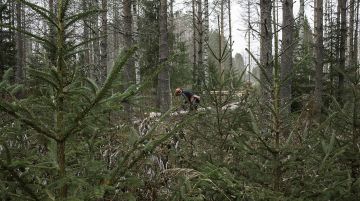 Suojuspuusavotassa vapautettiin kasvutilaa ja etenkin valoa kahdenkokoiselle taimistolle, josta nyt suuremmat, jotka on istutettu 2007, ovat äityneet hyvään kasvuun. (Kuvaaja: Ari Komulainen)