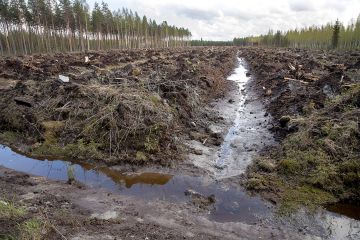 Soiden ojituksen ja voimakkaan maanmuokkauksen on todettu lisäävän vesistöjen ravinnekuormitusta. (Kuvaaja: Mikko Riikilä)