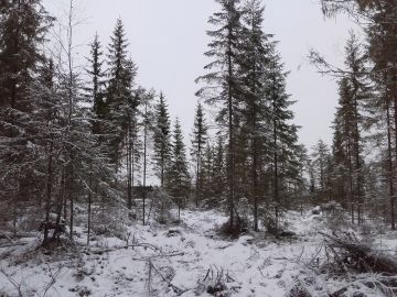 Virroilla oli myynnissä tila, jossa kuvan kuvio oli merkitty nuoreksi kasvatusmetsäksi. Liljeroos on huolestunut, jos jatkuvan kasvatuksen nimissä tarjotaan kehityskelvottomia alikasvoksia. Kuva: Hannu Liljeroos