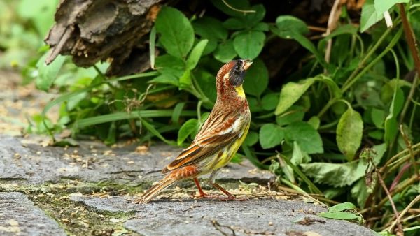 Kultasirkkukantaa on verottanut etenkin talvipyynti Kiinassa. Sirkun metsästäminen on laitonta, mutta silti yhä yleistä. (Kuvaaja: Hiyashi Haka)