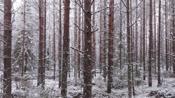 Tyypillinen näkymä UPM:n Kainuun myyntikohteilla. Männikkö on viljelty aurattuun maahan, puuston kasvu on hyvä eikä laadussakaan ole moitittavaa. Kuva: Hannu Liljeroos