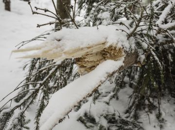 Lieksassa oli katkennut latvuksia. (Kuvaaja: AriKomulainen)