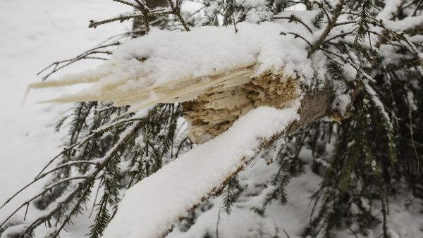 Lieksassa oli katkennut latvuksia. (Kuvaaja: AriKomulainen)