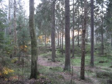 Vanhat kuusikot ovat Kivinokalle tyypillisiä, myös alueen käyttäjät arvostavat vanhan metsän tunnelmaa. (Kuvaaja: Pira Cousin)