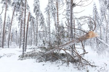 Mänty on puulajeistamme herkin lumituhoille. Latvuksiin kertyvä lumikuorma saa puut katkeamaan keskeltä. (Kuvaaja: Hannu Huttu)