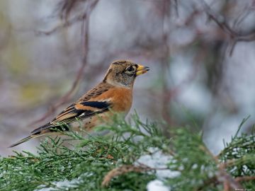 Järripeippo nähtiin viikonloppuna järjestetyssä Pihabongauksessa aiempaa useammin. (Kuvaaja: Micha Fager)