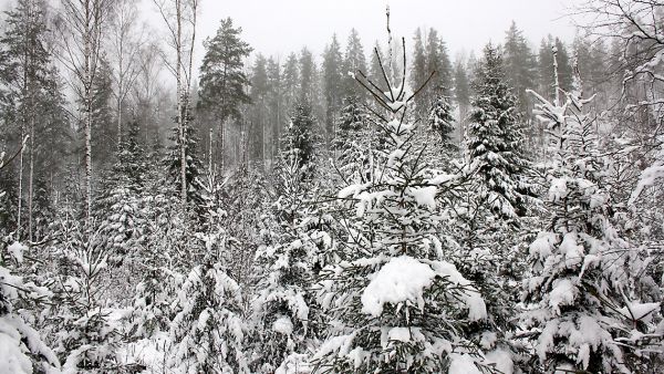 Metsien lumituhoista on maksettu miljoonakorvauksia useampaan otteeseen 2010-luvulla. (Kuvaaja: Valtteri Skyttä)