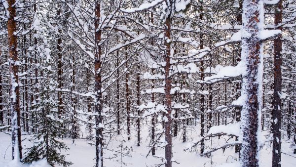 Puuston kasvu on Lapissa suurempaa kuin koskaan lähes satavuotisen mittaushistorian aikana. Kuitupuukauppa takkuaa runsaan puuntarjonnan vuoksi harvennusmetsissä. Kuvan ensiharvennusta odottava männikkö kasvaa Rovaniemellä. (Kuvaaja: Juha Ollila)