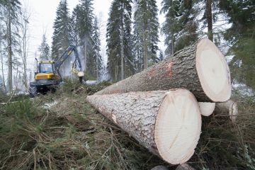 Varsinkin kuusta on hakattu jopa yli kestävien hakkuumahdollisuuksien. Vielä se ei kuitenkaan anna aihetta huoleen.  