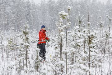 Loviisalaiseen mäntytaimikkoon on tehty hirvivahinkoarvio uusilla korvausperusteilla viime vuonna. Metsäneuvoja Miriam Stenvallin mukaan etelärannikolla on liikkunut huhu, että metsänomistaja ei saa hirvivahinkokorvauksia, jos hän ei ole vuokrannut maitaan metsästykseen. Se ei pidä paikkaansa. (Kuvaaja: Seppo Samuli)