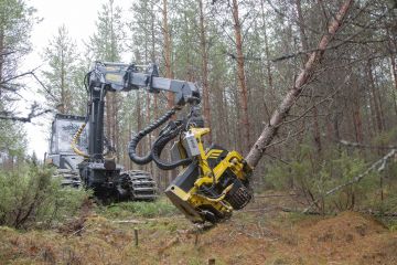 Nuoren metsän harvennuksella puuston keskiläpimitta on usein korkeampi kuin rahoitusehdoissa sallitaan. Kuvan harvennusta ei ole todettu virheelliseksi. (Kuvaaja: Mikko Riikilä)