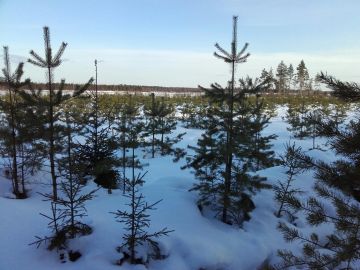 Pohjois-Satakunnassa oli kaupan 92 hehtaarin suuruinen metsätila, jossa oli erinomaisia kasvatusmetsiä ja taimikoita. Taimikoiden ala oli yhteensä 27 hehtaaria. Tilan hintapyyntö oli 225 000 euroa. Kuva: Hannu Liljeroos