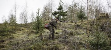 Kuokkaistuttajan työmaa oli viitisentoista vuotta vanha uudistamatta jäänyt hakkuuaukko. jonka oli vallanut sankka pihlajikko ja vesakko. Matti Turunen heiluttaa istutuskuokkaa raivattujen vesojen keskellä. (Kuvaaja: Ari Komulainen)