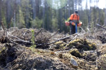 Taimen istuttaminen muokattuun maahan parantaa sen kasvuunlähtöä. (Kuvaaja: Sami Karppinen)