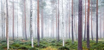 Tutkimushankkeessa sovelletaan muun muassa metsägenomiikan, jalostuksen  ja taloustieteen menetelmiä sekä tuloksia. (Kuvaaja: Kimmo Kuortti)