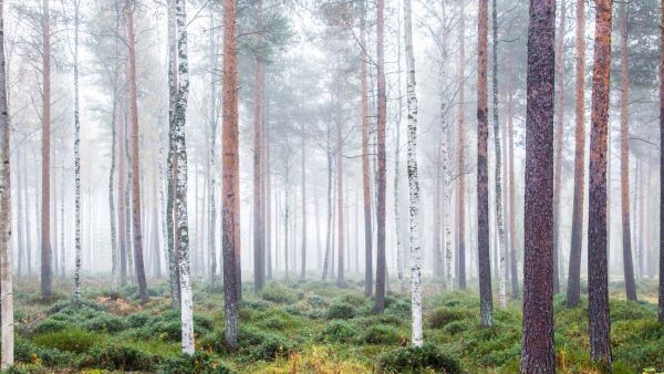 Tutkimushankkeessa sovelletaan muun muassa metsägenomiikan, jalostuksen  ja taloustieteen menetelmiä sekä tuloksia. (Kuvaaja: Kimmo Kuortti)