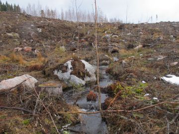 Orivedellä sijaitsevan noron ympäristö hakkuun jälkeen vuonna 2015. Hakkuurikkomusepäilystä ilmoittaessa Metsäkeskukselle kannattaa kertoa kohteen tarkka sijainti. WWF:n mukaan Metsäkeskus katsoi, ettei kuvan noron ympäristö täytä metsälain kymppipykälän kriteerejä. (Kuvaaja: Jyrki Heimonen) (Kuvaaja: Jyrki Heimonen)