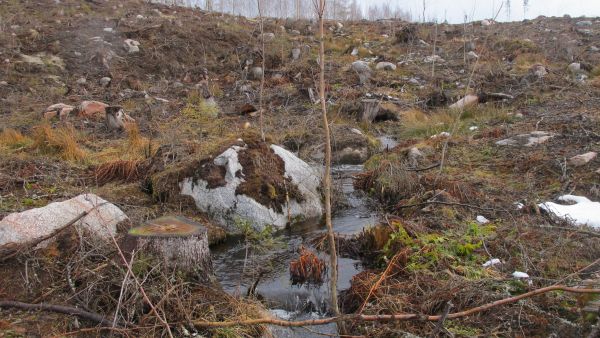 Orivedellä sijaitsevan noron ympäristö hakkuun jälkeen vuonna 2015. Hakkuurikkomusepäilystä ilmoittaessa Metsäkeskukselle kannattaa kertoa kohteen tarkka sijainti. WWF:n mukaan Metsäkeskus katsoi, ettei kuvan noron ympäristö täytä metsälain kymppipykälän kriteerejä. (Kuvaaja: Jyrki Heimonen) (Kuvaaja: Jyrki Heimonen)