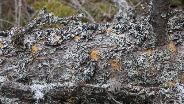 Kirjanpainajat tunnistaa puun runkoon tulevista rei'istä ja niiden ympärille kertyvästä purusta. Pahimmillaan tuhohyönteiset tappavat puun kokonaan, eikä se kelpaa enää kuin polttopuuksi. Kuva: Valtteri Skyttä  