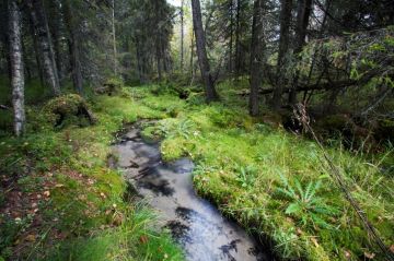 Luontoasiat ovat olleellinen osa metsätalouden kestävyyttä. Ne huomioidaan osana toimenpiteiden suunnittelua tai erillisinä asioina ympäristötukina tai käsittelystä ulos rajaamalla.