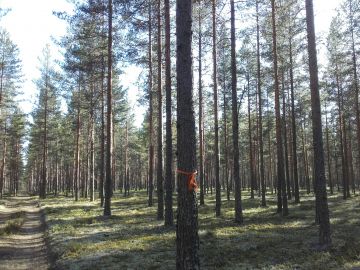 Tiukkasyistä mäntyä kasvaa myös etelän kuivilla kankailla, ei ainoastaan pohjoisessa. Kuvan tilan on myynnissä Pirkanmaalla. Kuva: Hannu Liljeroos