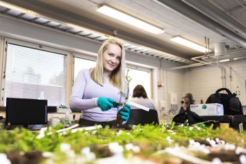 Laura Pikkarainen laskee laboratoriossa, miten paljon juuria tutkimustaimet ovat kasvattaneet. (Kuvaaja: Matias Honkamaa)