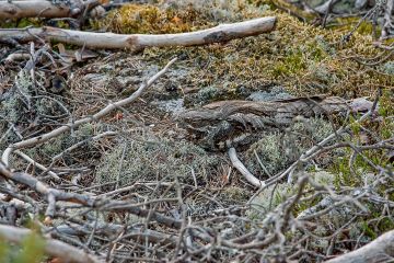 Hautova kehrääjä makaa tiiviisti pesällään. Ihmistä se pakenee vasta viime hetkellä. (Kuvaaja: Benjam Pöntinen)