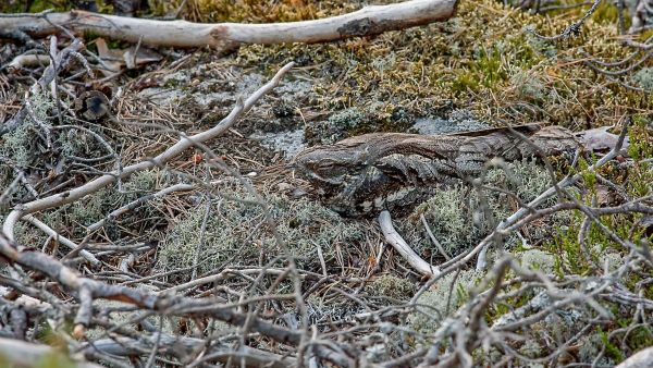 Hautova kehrääjä makaa tiiviisti pesällään. Ihmistä se pakenee vasta viime hetkellä. (Kuvaaja: Benjam Pöntinen)