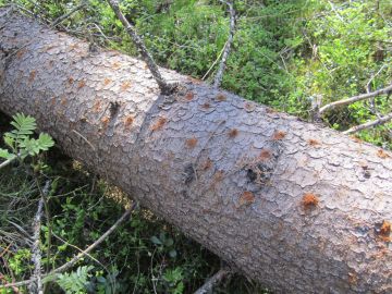 Pitkään jatkunut kuivuus heikentää etenkin kuusikoiden kuntoa, ja ne ovat altiita hyöntistuhoille. (Kuva: Heli Viiri/Luke)