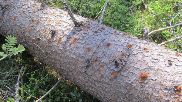 Pitkään jatkunut kuivuus heikentää etenkin kuusikoiden kuntoa, ja ne ovat altiita hyöntistuhoille. (Kuva: Heli Viiri/Luke)