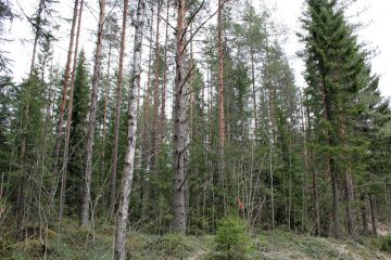 Puustoiset ja järeät kuviot ovat vaikeita arvioitavia varsinkin, jos niissä on runsas alikasvos. Kuvan koealalla on puuta noin 340 m3/ha. Käytännössä tällaiset puustot yleensä aliarvioidaan. Kuva: Hannu Liljeroos