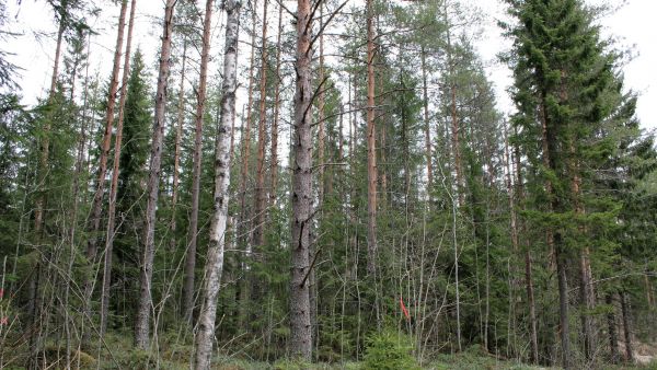 Puustoiset ja järeät kuviot ovat vaikeita arvioitavia varsinkin, jos niissä on runsas alikasvos. Kuvan koealalla on puuta noin 340 m3/ha. Käytännössä tällaiset puustot yleensä aliarvioidaan. Kuva: Hannu Liljeroos