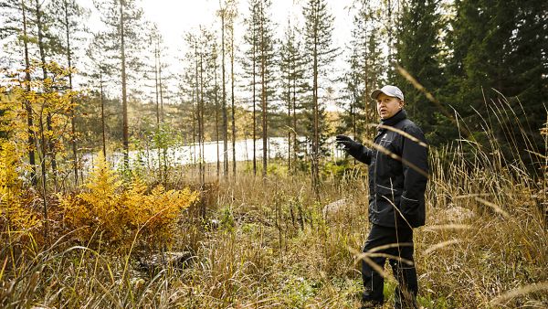 Espoolaismetsässä pienaukkojen taimettuminen on ollut sitä hankalampaa, mitä rehevämmälle maalle ne on tehty. Ääripää on aukko, jolta kaadettiin isoja mäntyjä. Nyt heinittyminen hidastaa uuden metsän syntyä, kertoo Stora Enson Olli Lukkarinen. (Kuvaaja: Seppo Samuli)