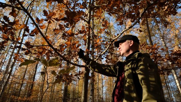 Juho Aarnion ja hänen sisarustensa metsätilalla kasvaa paljon erikoispuita, kuten tammia ja lehtikuusia.