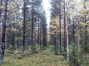 Lapin auraamalla ja viljelemällä perustetut nuoret metsät kasvavat yllättävän hyvin. Kuva Kemijärven yhteismetsän mailta on otettu Metsälehden lukijamatkalla syyskuussa. Kuva: Hannu Liljeroos