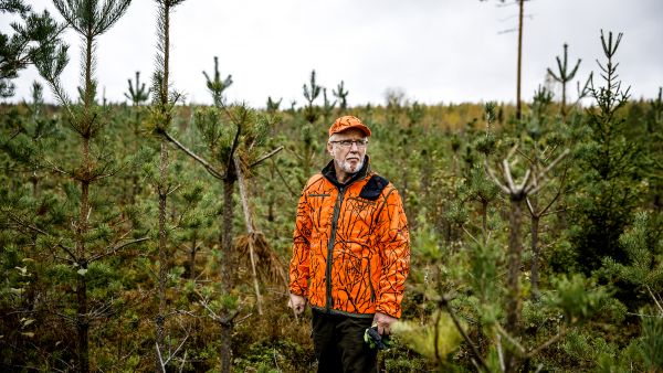 Erkki Lähde seisoo viime talvena syödyn männikön keskellä. Harvoin taimikko tuhoutuu samalla alueella kolmeen eri kertaan ja vielä niin, että hirvet syövät alueen hirvijahtipäällikön omistaman metsän.  (Kuvaaja: Seppo Samuli)