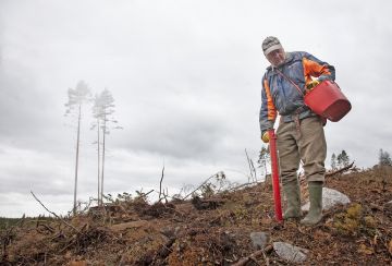 Neljä viidestä metsänviljelystä on viime vuosina tehty laadukkaasti. (Kuvaaja: MIkko Riikilä)