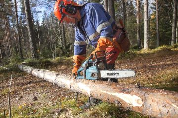 Makita EA3600 on näppärä saha pienten puiden hakkuuseen. Moottorin hyvä kiihtyvyys tekee karsinnasta jouhevaa. (Kuvaaja: Mikko Riikilä)