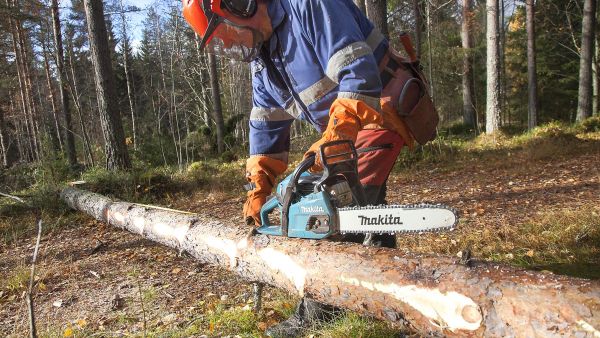 Makita EA3600 on näppärä saha pienten puiden hakkuuseen. Moottorin hyvä kiihtyvyys tekee karsinnasta jouhevaa. (Kuvaaja: Mikko Riikilä)