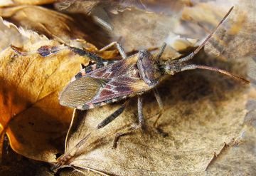 L.occidentalis-luteen takajaloissa on lehtimäiset ulokkeet ja etusiivissä tunnusomaiset sik-sak-kuviot.  (Kuvaaja: Wikimedia Commons)