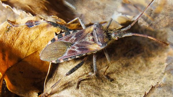 L.occidentalis-luteen takajaloissa on lehtimäiset ulokkeet ja etusiivissä tunnusomaiset sik-sak-kuviot.  (Kuvaaja: Wikimedia Commons)