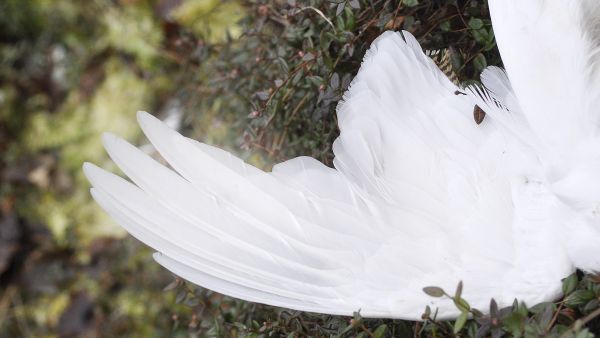 Lumettomassa metsässä talvipukuinen riekko ei ole turvassa. (Kuvaaja: Antti Saraja)