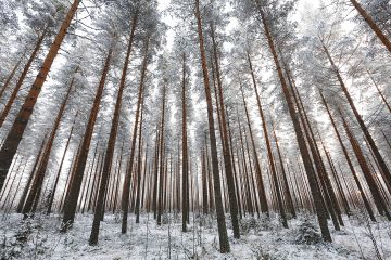 Mikäli hiilensidonta ja puutuotanto asetetaan yhtä tärkeiksi tavoitteiksi, kasvatetaan metsä aavistuksen tiheämpänä ja pidennetään kiertoaikaa. Tämä edellyttää, että metsikön terveydentila on hyvä. (Kuvaaja: Sami Karppinen)