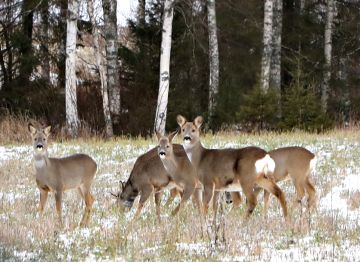 Metsäkauriin lupabyrokratian vapautus on onnistunut hyvin. Nyt on oltava vuorossa valkohäntäpeura. (Kuvaaja: Matti Kärkkäinen)