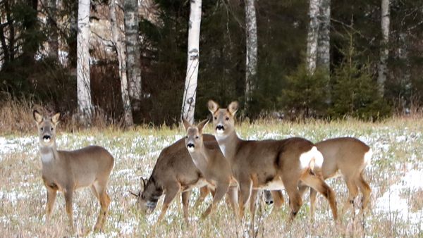 Metsäkauriin lupabyrokratian vapautus on onnistunut hyvin. Nyt on oltava vuorossa valkohäntäpeura. (Kuvaaja: Matti Kärkkäinen)